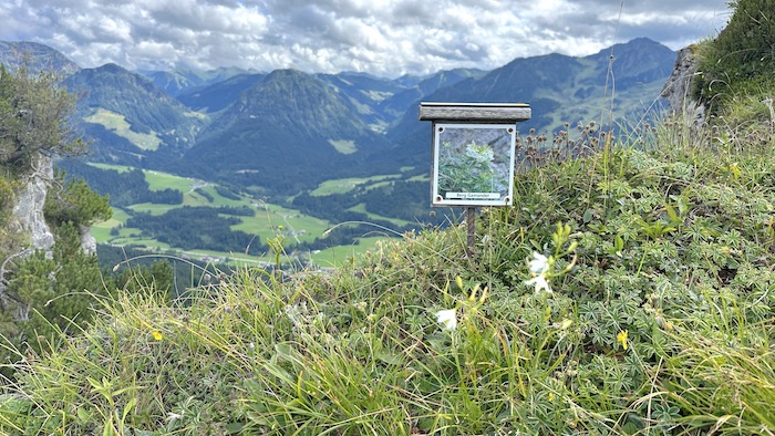 Blumenweg am Jakobskreuz - Blick ins Tal und auf die Tiroler Berge