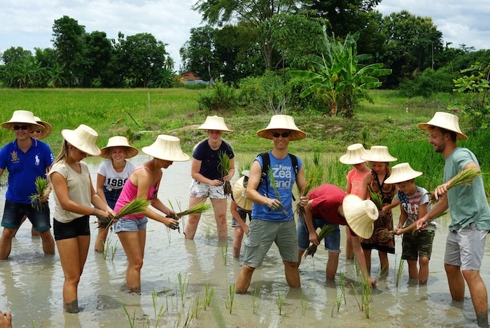 Familienreise durch Thailand - Reisfeld