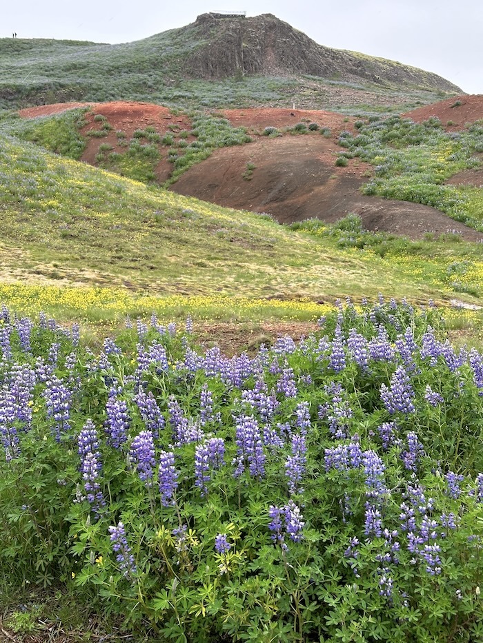 Landschaft auf Island mit blauen Alaska-Lupinen