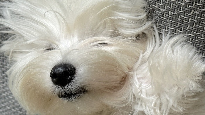 Coton de Tulear Welpe Billy Jean