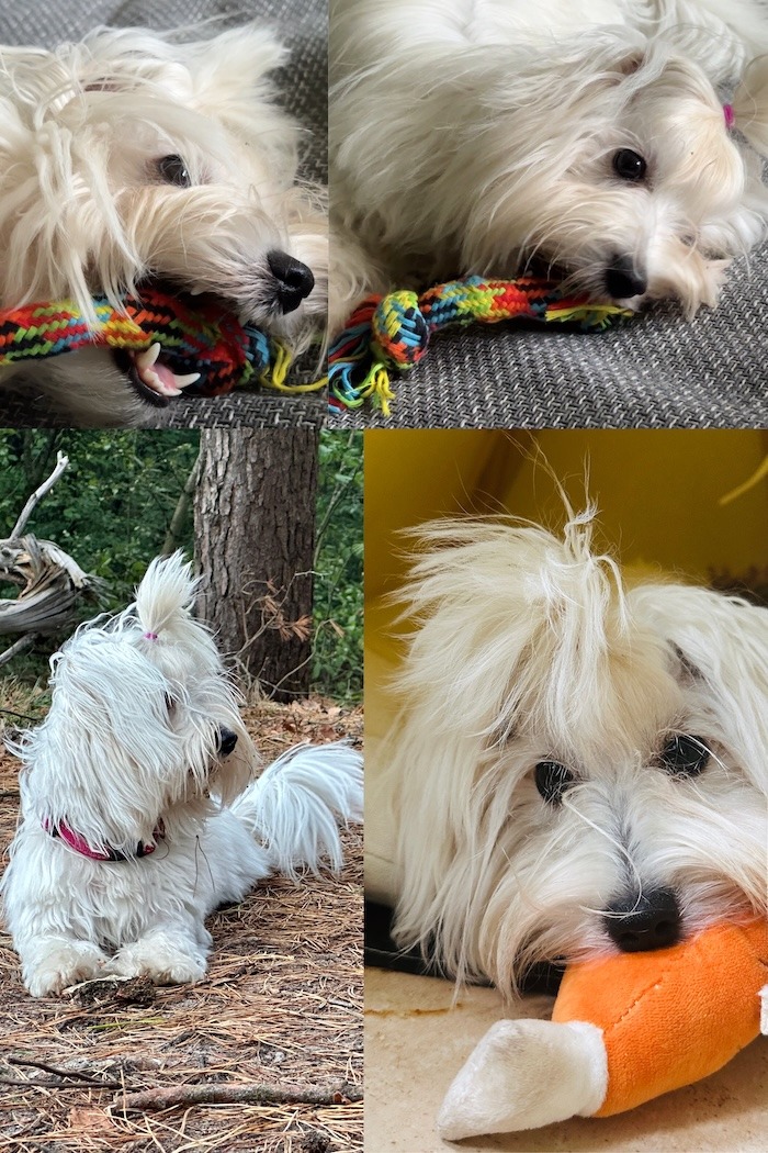 Coton de Tulear Welpe Billy Jean - Collage