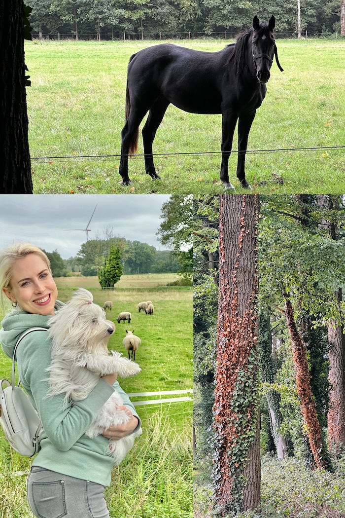 Estern im Münsterland - Collage
