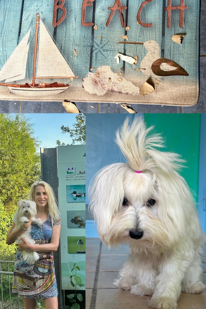 Coton Welpe Billy Jean - Collage