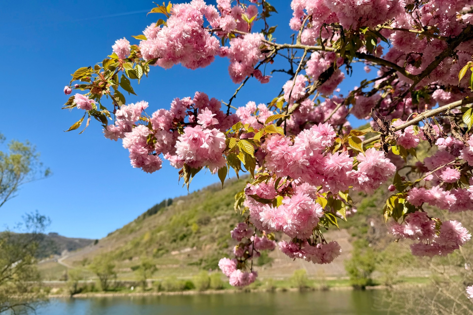 Kirschbaumblüten Cochem